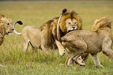 麻吉麻桑立大功 世嘉公布2025财报利润大幅增长